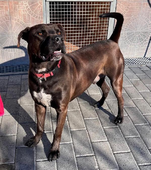 Nigel Cerca Famiglia